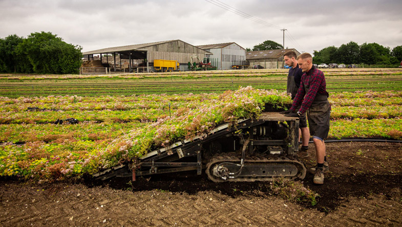 M-Tray_Farm_Sedum-Harvesting-38-scaled