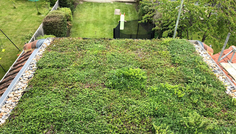 Why Choose Wallbarn’s Green Roof Systems for Your Project?