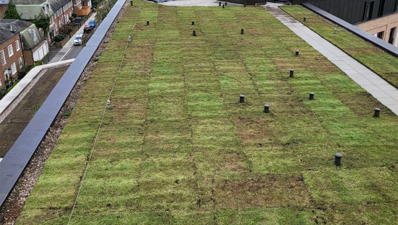Easy Installation and Maintenance of M-Tray® Wildflower Green Roof Modules