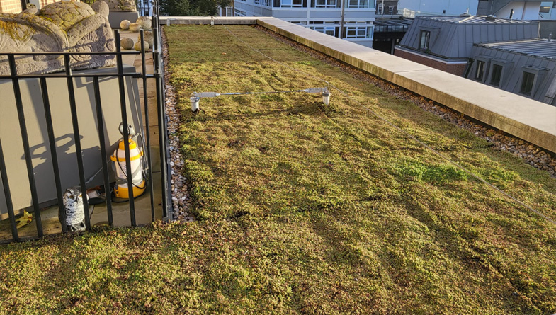 Green Roofs Aren’t Just for the Environment Anymore – They Also Support Healthier Students