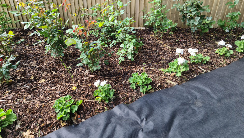 weed-control-fabric-rose-bed-scaled