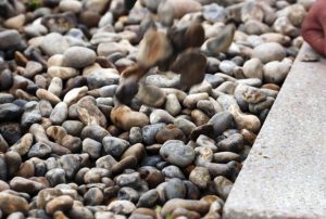 Wallbarn Green Roof Pebbles