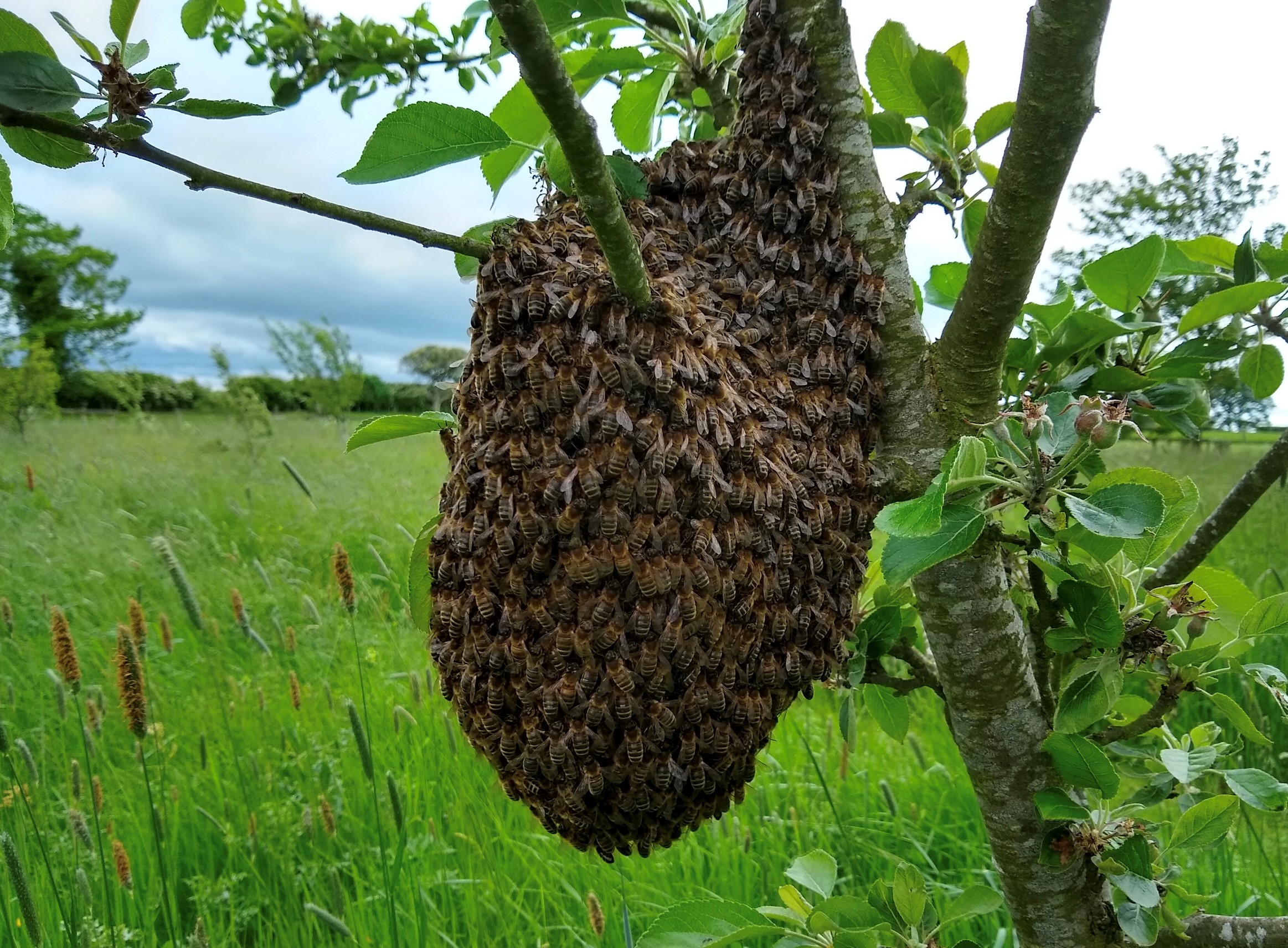 Wallbarn throws support behind Swarm Savers bee initiative