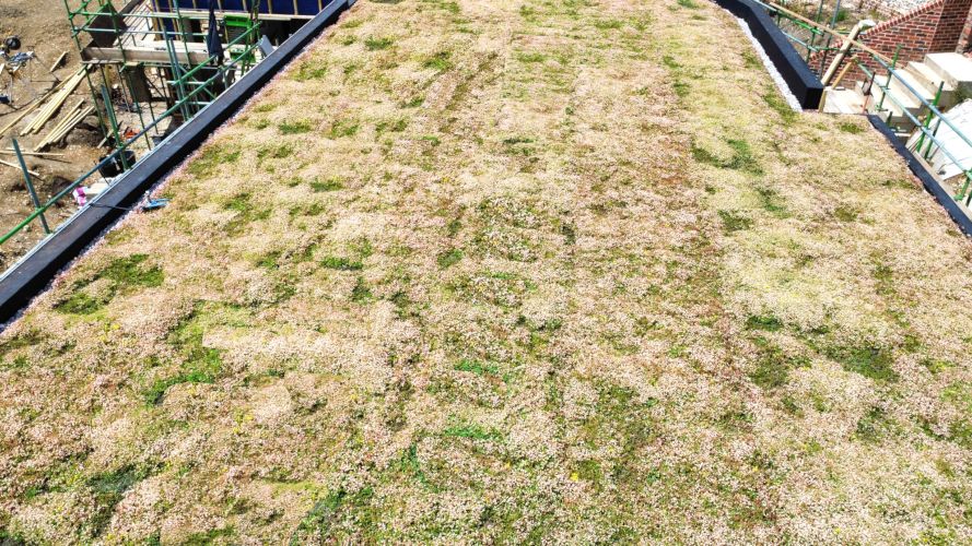 Wallbarn Green Roof Project - Wiltshire 03