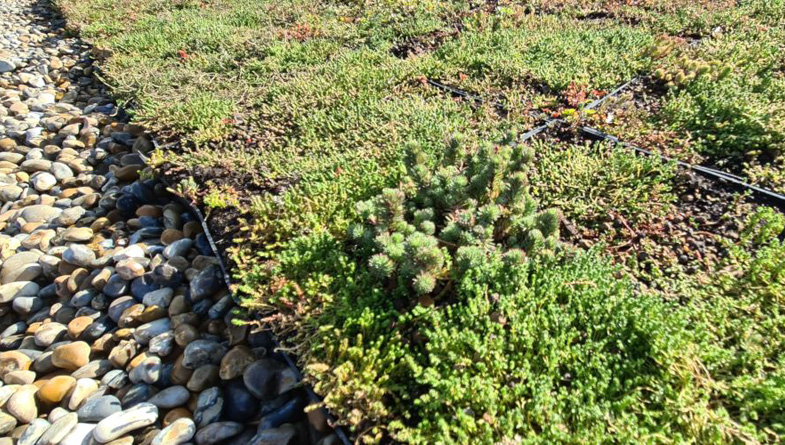 Wallbarn-M-Tray-Modular-Green-Roof-Project-03